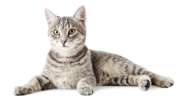 Vet Care